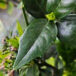 Aucuba japonica Frunză