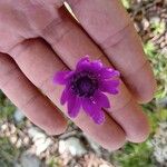 Anemone hortensis Žiedas