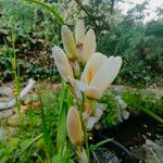 Ixia maculata Blüte