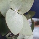 Eucalyptus pulverulenta Leaf