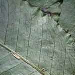 Bolbitis acrostichoides Leaf