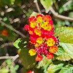 Lantana aculeataΛουλούδι