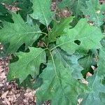Quercus rubra Листок