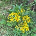 Senecio sarracenicusFleur