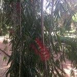 Callistemon viminalis Leaf