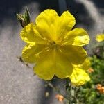 Oenothera stricta Blüte