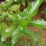 Tabernaemontana divaricata Leaf