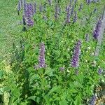 Agastache foeniculum Flower