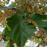 Pterospermum acerifolium Hoja