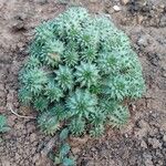 Euphorbia susannae Feuille