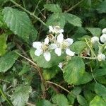 Rubus winteri Bloem