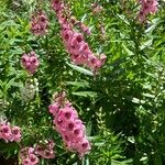 Angelonia biflora Blomst