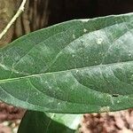 Centroplacus glaucinus Leaf