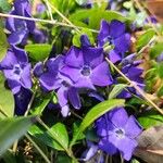 Vinca minorFlower