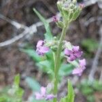 Hesperis laciniata Flower