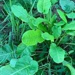 Rumex confertus Leaf