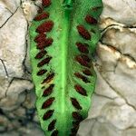 Asplenium sagittatum Ffrwyth