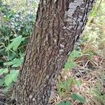 Sorbus domestica 樹皮