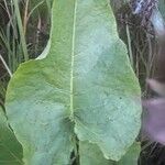 Rumex confertus Blatt