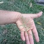 Paspalum paniculatum Flower