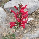 Salvia roemeriana Flor