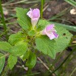 Galeopsis bifida Květ