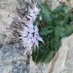 Physoplexis comosa 花