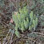 Euphorbia seguieriana Hábito