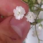 Gypsophila paniculataFlor