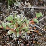 Alchemilla pinnata Other