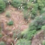 Lagophylla ramosissima Habit