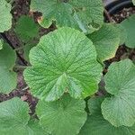 Pelargonium papilionaceum Hostoa