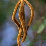 Elaphoglossum engelii Fruit