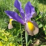 Iris xiphium Fiore