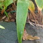 Bulbine frutescens Blatt