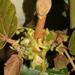 Ochroma pyramidale Fruit