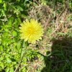 Pyrrhopappus pauciflorusΛουλούδι