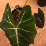 Alocasia micholitziana Φύλλο