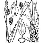 Carex depressa Other