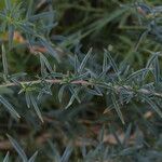 Epilobium brachycarpum Folio