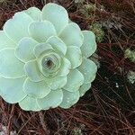 Aeonium aureum Blad