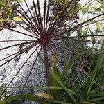 Allium schubertii Flower