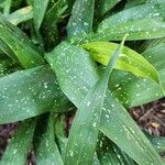Aspidistra lurida Liść