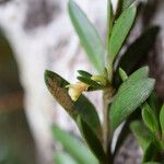 Falcatifolium taxoides Fleur