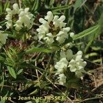 Prunella laciniata Libunga