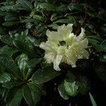 Rhododendron aureum Λουλούδι