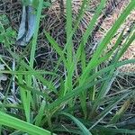 Carex pseudocyperus पत्ता