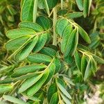 Cassia obtusifolia Leaf