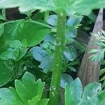 Ranunculus muricatus Bark