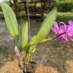 Cattleya mendelii Hábitos